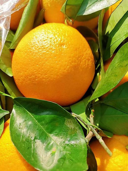 赣南脐橙 【3斤】 商品图3