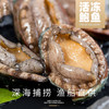 L深海鲍鱼码头直发超大个，深海大皇金鲍鱼 肥美爽滑个大饱满 【活冻】 商品缩略图0