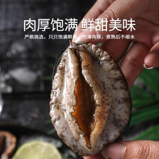 L深海鲍鱼码头直发超大个，深海大皇金鲍鱼 肥美爽滑个大饱满 【活冻】 商品图3