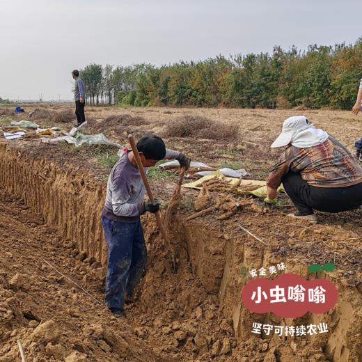 生态老品种怀山药片 250克 | 合作农友生产，产自河南焦作，生产者：王红亮、亢天利、李永胜 *【公平贸易农人定价】 商品图9