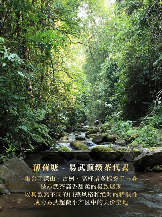 新品上新【薄荷塘】2018年云南易武茶农自采自存 珍稀荒野高杆原料 普洱茶生茶饼357g/饼 单饼铜盒装额外赠送薄荷塘土壤标本1罐 商品图4