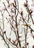日本花材-【樱花枝】3枝装 商品缩略图1