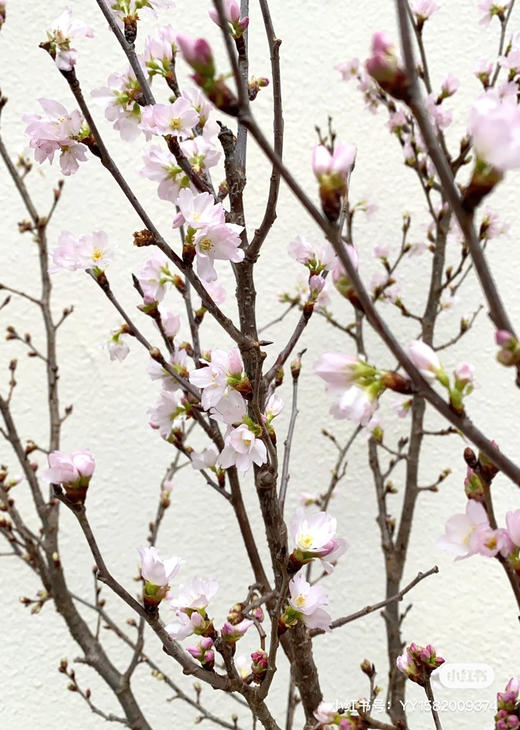 日本花材-【樱花枝】3枝装 商品图1