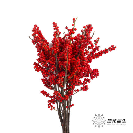 德邦空运包邮冬青 | 天物秋实A级（运输过程中易掉果、压伤,不售后，介意慎拍） 商品图0