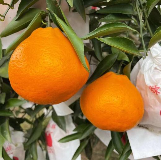 四川春见耙耙柑、脆甜爆汁、自然成熟、甘甜爽口、果粒饱满、肉质脆嫩化渣 商品图8