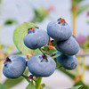 【云南 • 蓝美莓蓝莓】颗颗精选，果粉浓厚，满满花青素，小浆果，大营养，新鲜看的见 商品缩略图2