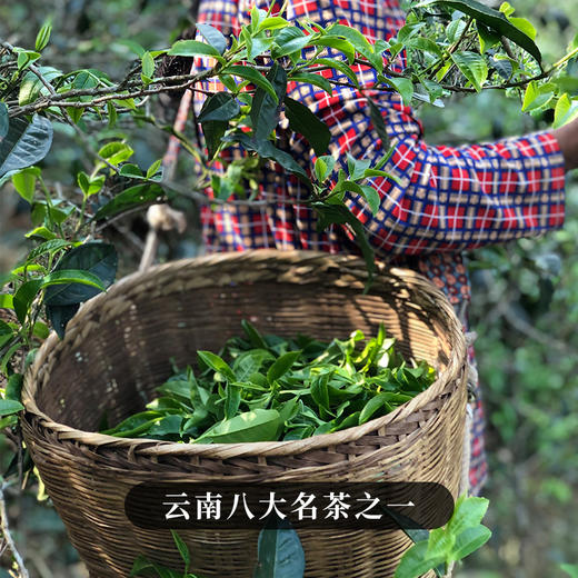 【二爷老海塘】2023年头春头采云南八大名茶之一普洱茶生茶357g/饼 拍5发6 商品图7