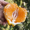 四川春见耙耙柑、脆甜爆汁、自然成熟、甘甜爽口、果粒饱满、肉质脆嫩化渣 商品缩略图6