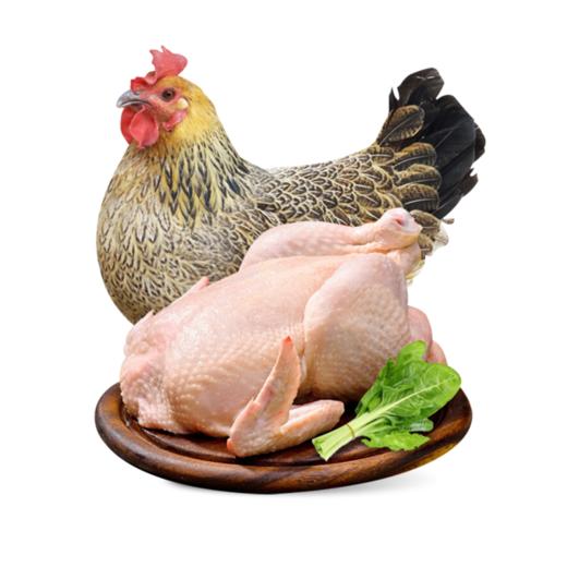 清远农家鸡 商品图0