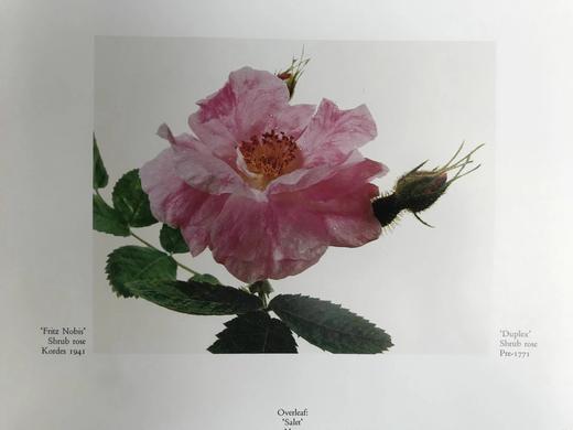 古老花园玫瑰与精选现代杂交品种 166幅插图（83幅彩色） 精装大16开 商品图9