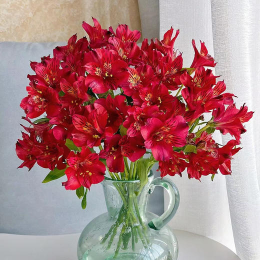 六初花丨红色丨10支 商品图0