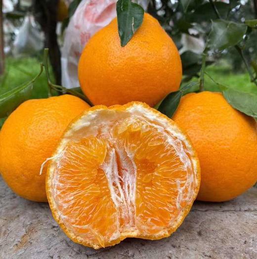 四川春见耙耙柑、脆甜爆汁、自然成熟、甘甜爽口、果粒饱满、肉质脆嫩化渣 商品图3