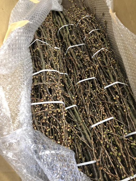 日本花材-【樱花枝】3枝装 商品图3