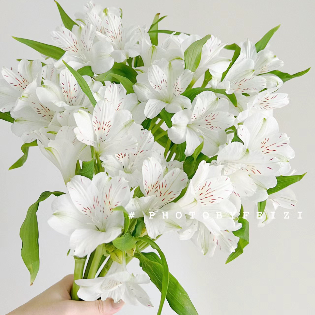 六初花丨白色丨10支