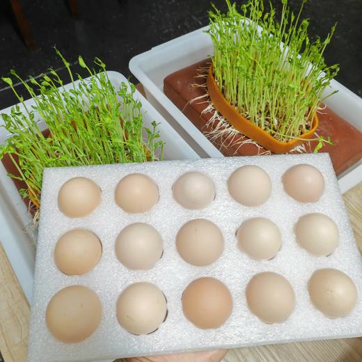 丨有机丨徽叔黑鸡蛋  每只鸡喜欢吃的东西有区别，所以鸡蛋的颜色有些许差别 商品图8