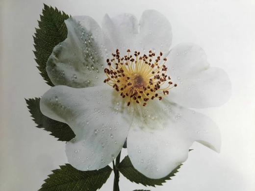 古老花园玫瑰与精选现代杂交品种 166幅插图（83幅彩色） 精装大16开 商品图8