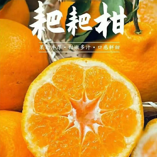 小胖熊粑粑柑 |水果 商品图1