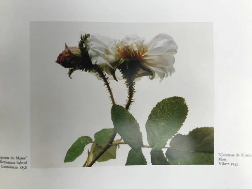 古老花园玫瑰与精选现代杂交品种 166幅插图（83幅彩色） 精装大16开 商品图6