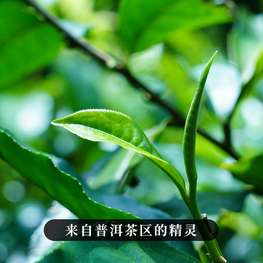 【二爷老海塘】2023年头春头采云南八大名茶之一普洱茶生茶357g/饼 拍5发6 商品图5