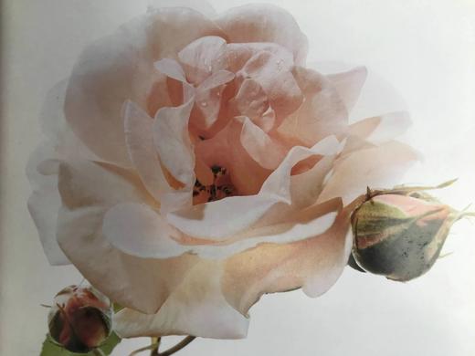 古老花园玫瑰与精选现代杂交品种 166幅插图（83幅彩色） 精装大16开 商品图12