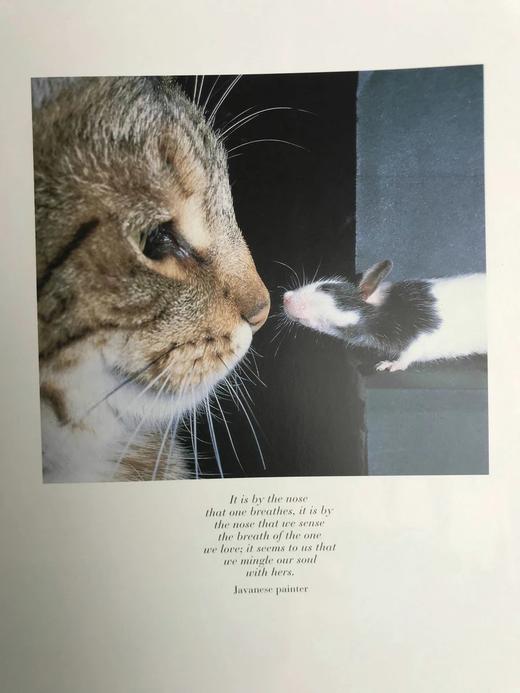 吻：艺术图集 约200幅插图 精装大16开 商品图11