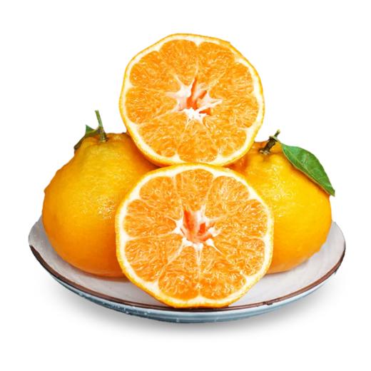 小胖熊粑粑柑 |水果 商品图0