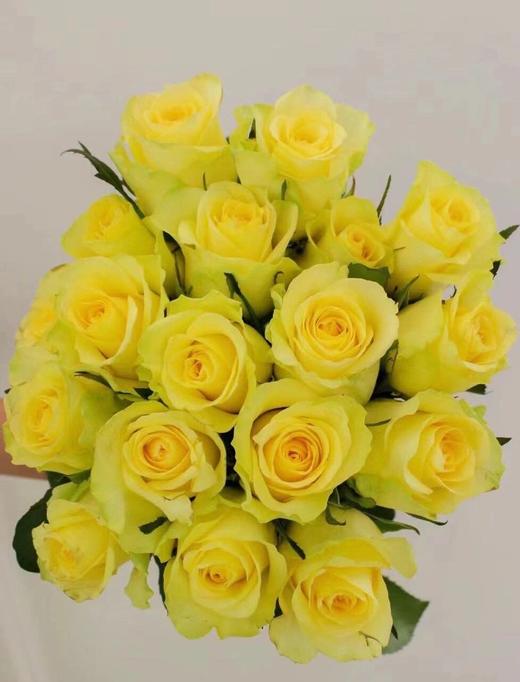 【AB级浪漫沙滩玫瑰.第二件减10元】10支/份 长约60-65cm 商品图10