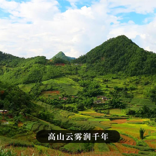 【二爷老海塘】2023年头春头采云南八大名茶之一普洱茶生茶357g/饼 拍5发6 商品图8