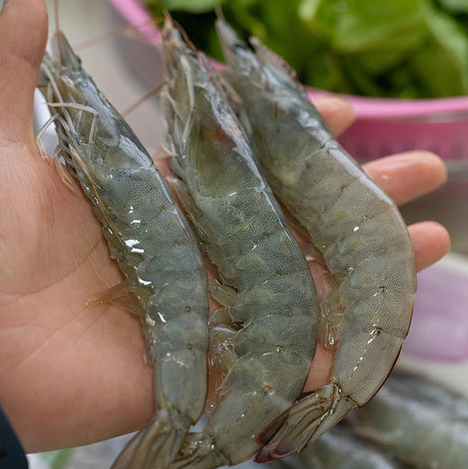 真正海捕大虾🍤顺丰冷链到家！青岛大虾 饱满又鲜嫩！虾体通透个大体肥，虾肉紧致Q弹（毛重四斤） 商品图9