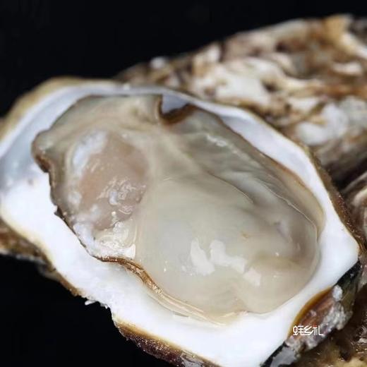 【乳山生蚝】精选新鲜现捞，又肥又嫩的生蚝！入口嫩滑，自然鲜甜，裹着酱汁太绝了！男人加油站，女人美容院！经过辐射测量仪检测的安全生蚝的哦 商品图3