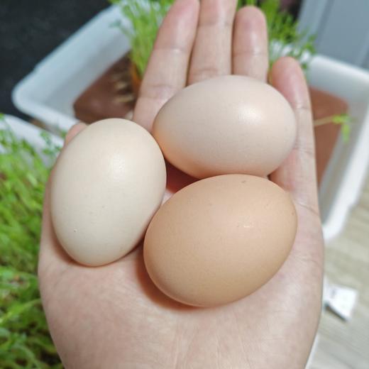 丨有机丨徽叔黑鸡蛋  每只鸡喜欢吃的东西有区别，所以鸡蛋的颜色有些许差别 商品图1