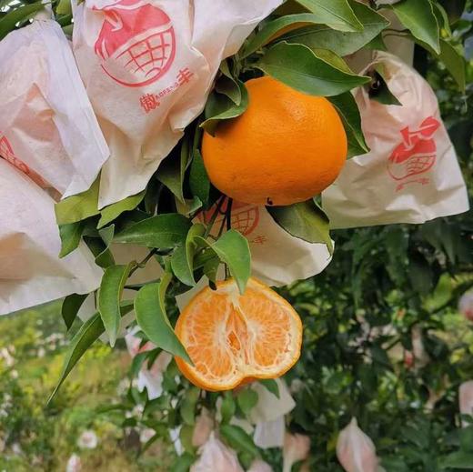 四川春见耙耙柑、脆甜爆汁、自然成熟、甘甜爽口、果粒饱满、肉质脆嫩化渣 商品图2