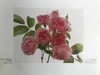 古老花园玫瑰与精选现代杂交品种 166幅插图（83幅彩色） 精装大16开 商品缩略图14