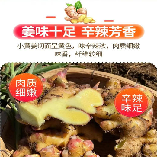 猪脚姜 280g份*5【11月24号加工好发货】 商品图9