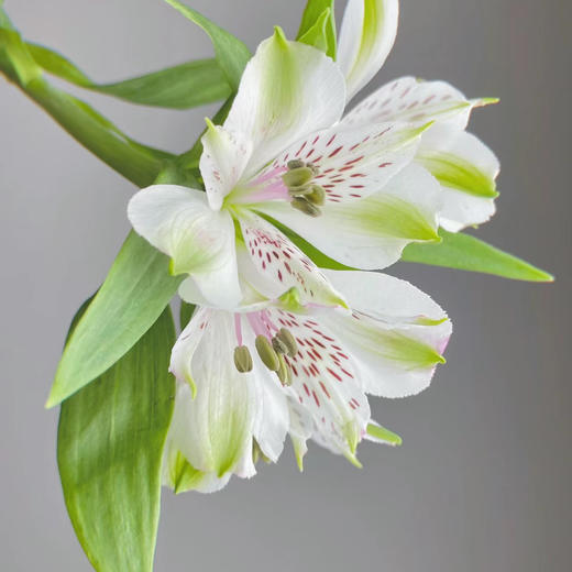 六初花丨白色丨10支 商品图1