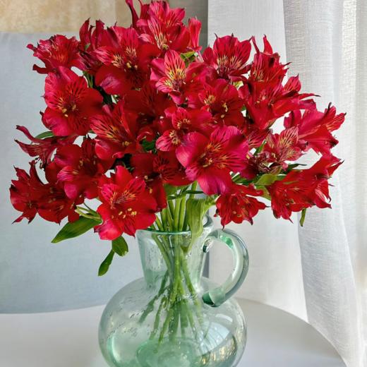 六初花丨红色丨10支 商品图2