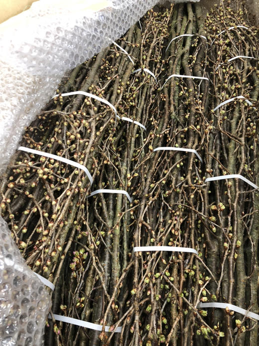 日本花材-【樱花枝】3枝装 商品图4