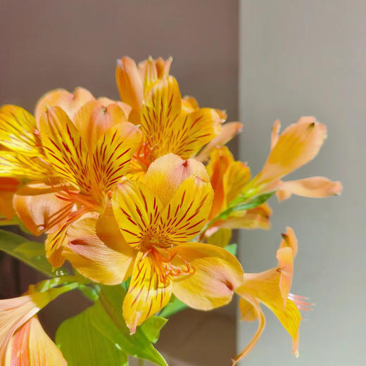 六初花丨橙色丨10支【单拍不发】 商品图0