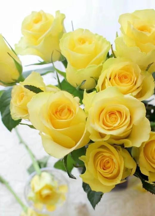 【AB级浪漫沙滩玫瑰.第二件减10元】10支/份 长约60-65cm 商品图7