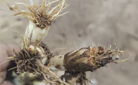 大葱根系不同颜色代表着什么?如何促进壮根养根?