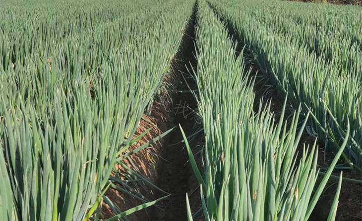 常先生葱田实拍 常先生葱田实拍