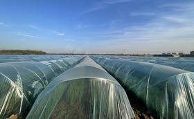 大葱种植小拱棚盖膜注意事项