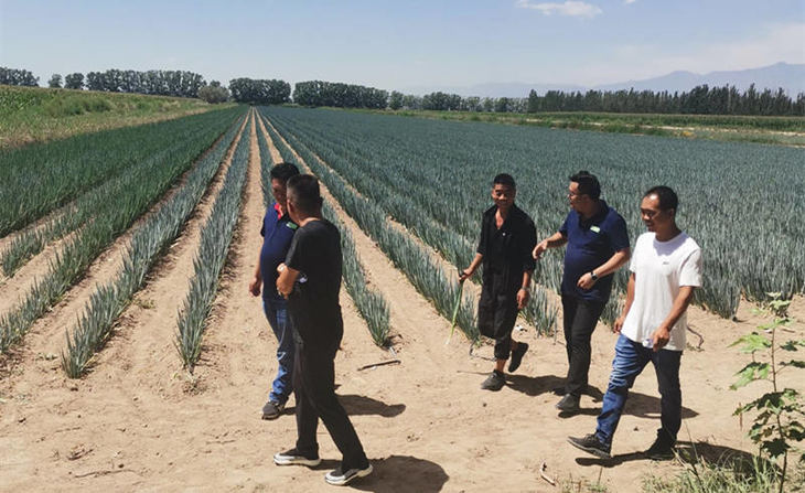 葱满满新疆线下服务 葱满满新疆线下服务