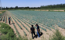 大葱种植肥料用的多不代表用的对