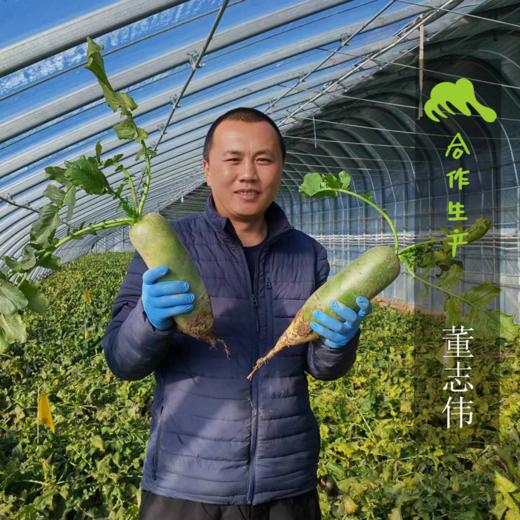 生态天津草莓西红柿 | 合作生产*Eco-tomato | Coproduction 商品图4