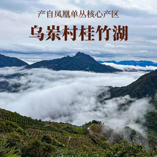 【南上荣】母本一代系列（红黄）老仙翁17g 商品图1