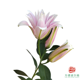 百合-莲花雅致多头 5枝一扎