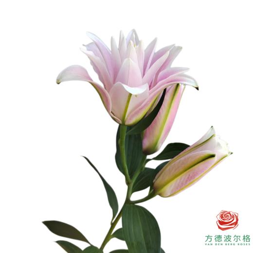 百合-莲花雅致多头 5枝一扎 商品图0