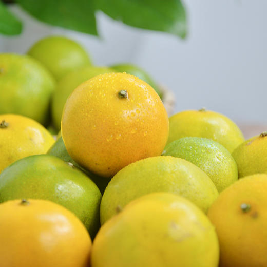 【水果】广东德庆贡柑 商品图2