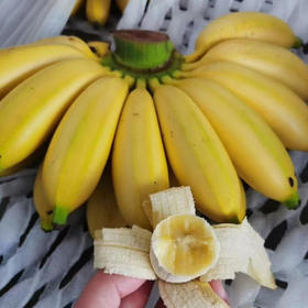 泰国皇帝蕉（小芭蕉）1把